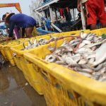 pekerja-mengangkat-ikan-hasil-tangkapan-nelayan-di-dermaga-muara-angke-jakarta-utara-selasa-382021-usai-tiba-di-dermaga-muara--6_169