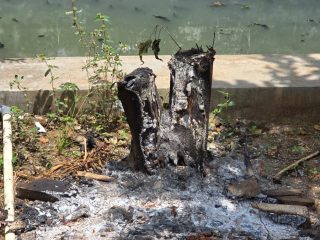 Warga Pademangan Pertanyakan Penebangan Pohon di Lingkungan
